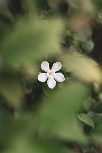 Close-up of white flowering plant