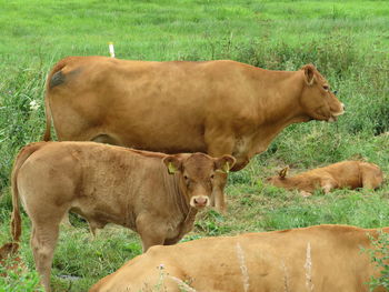 Cow standing in a field