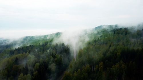 Panoramic view of forest against sky