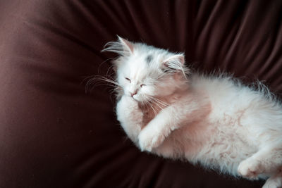 Close-up of cat sleeping on sofa