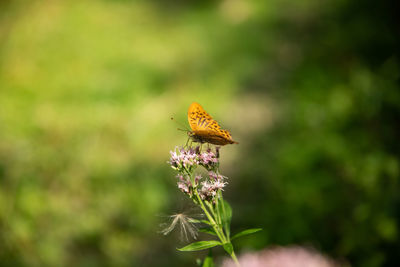 Close-up of butterfly pollinating on flower