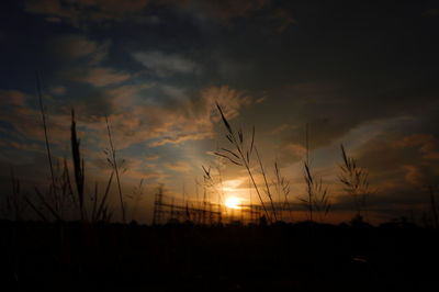 Silhouette plants on field against sky during sunset