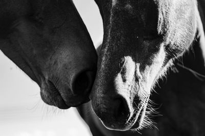 Close-up of a horse