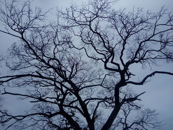 Low angle view of silhouette bare tree against clear sky