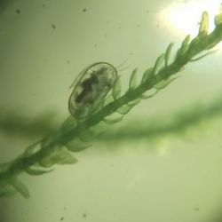 Close-up of insect in sea