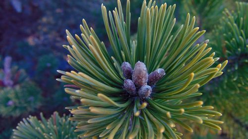 Close-up of plants