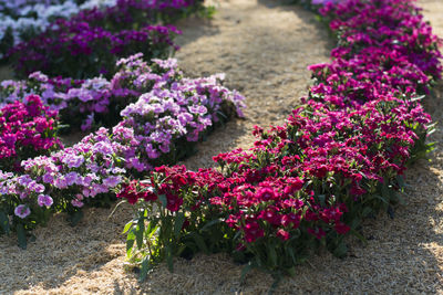 Close-up of pink flowers