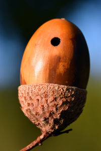 Close-up of orange pumpkin