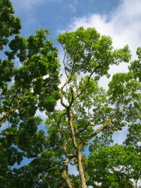 Low angle view of trees against sky