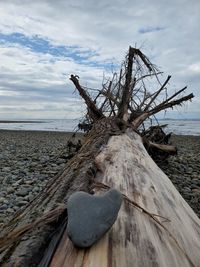 Driftwood on beach by sea against sky