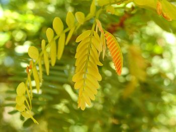 Close-up of butterfly on yellow leaves