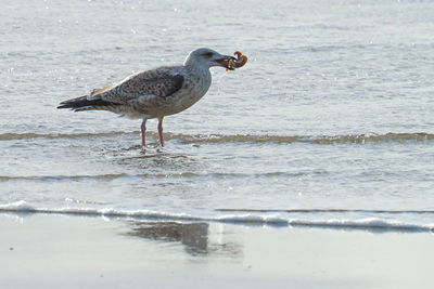 Bird on beach