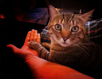 cat