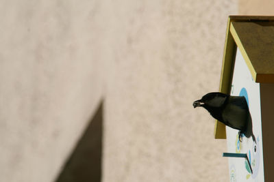 Low angle view of great tit on birdhouse