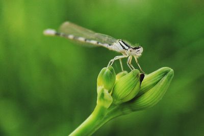 Close-up of dragonfly on lily buds