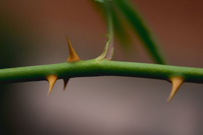 Close-up of green plant