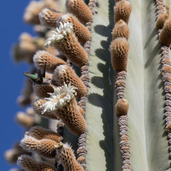 Close-up of cactus plant