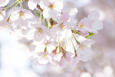 Close-up of white flowers blooming in park