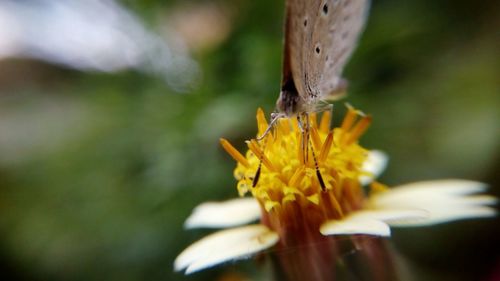 Close-up of insect on yellow flower