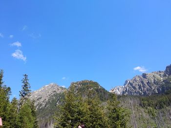 Low angle view of plants growing on land against sky