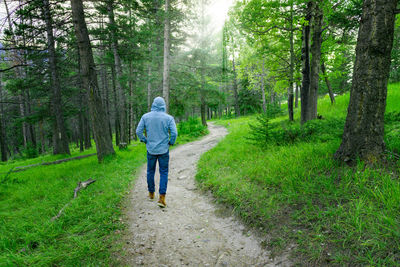 Rear view of man walking on footpath amidst trees in forest