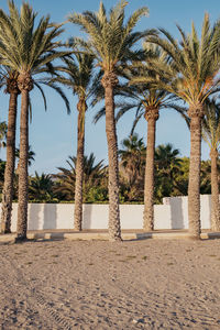 Palm trees on beach against clear sky