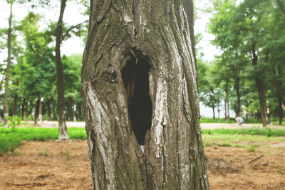 Close-up of tree trunk in forest