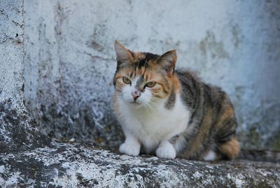 Portrait of a cat sitting on wall