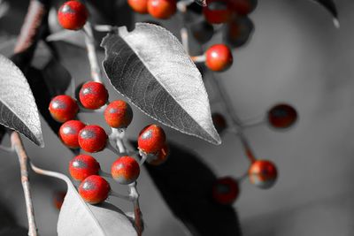 Close-up of cherries on tree