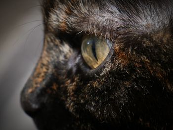 Close-up of cat