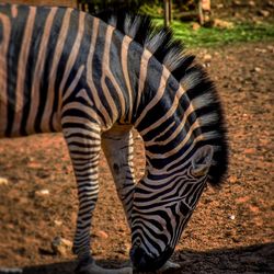 Cheetah standing on field