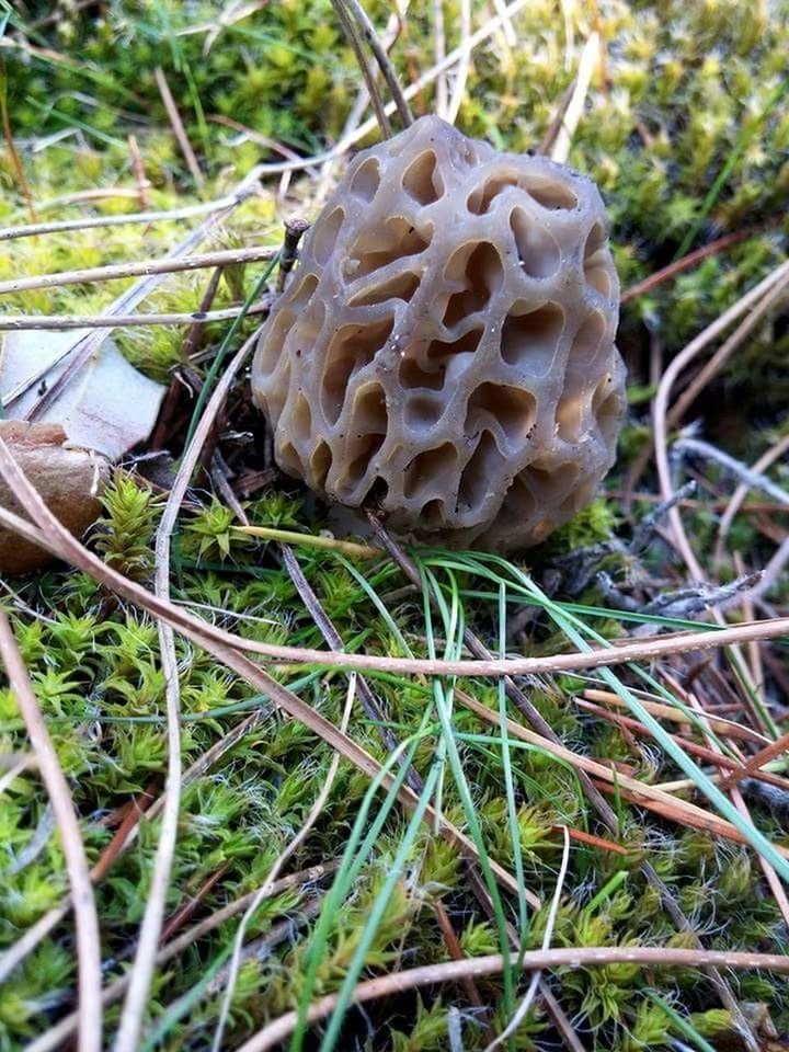 growth, fungus, field, outdoors, nature, day, mushroom, no people, close-up, grass, toadstool, fragility, beauty in nature, fly agaric