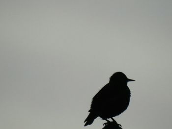 Bird perching on clear sky