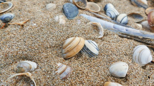 High angle view of shells on beach