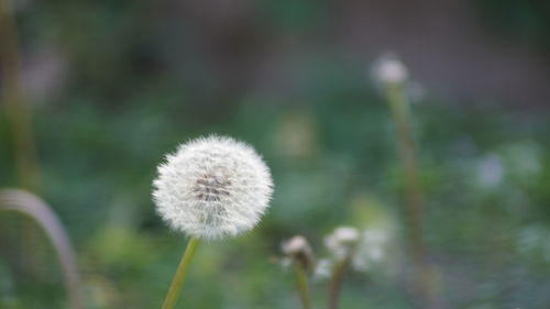 Close-up of dandelion against blurred background