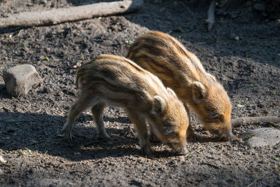 View of two baby boars on land