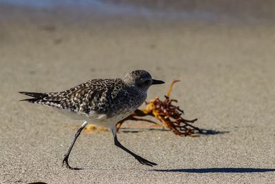 Close-up of a bird on sand