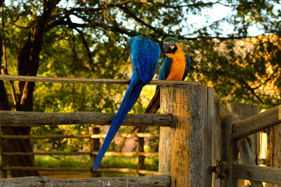 Gold and blue macaws perching on fence