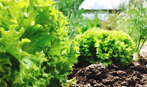 Close-up of fresh green plants growing on field