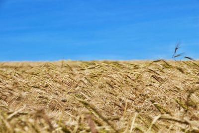 High angle view of stalks in field against blue sky