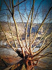 Low angle view of bare trees