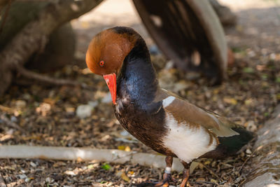 Close-up of duck on field