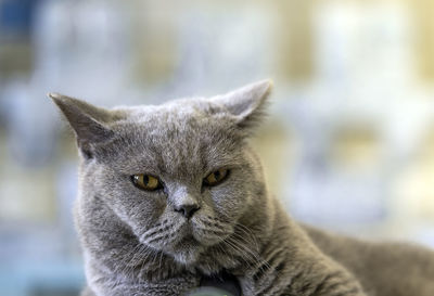 Close-up portrait of tabby cat