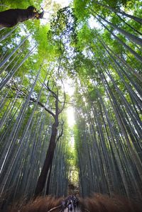 Low angle view of bamboo trees in forest