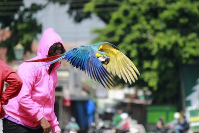 Macaw flying in city