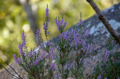 Close-up of purple flowering plants