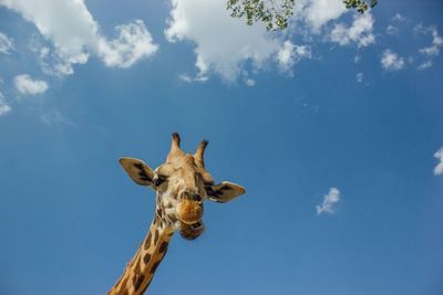 Low angle view of giraffe