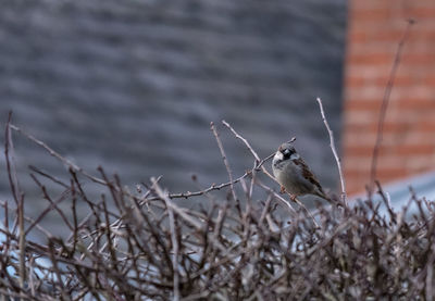 Bird perching on plant during winter