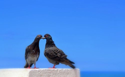 Bird perching on blue against clear sky