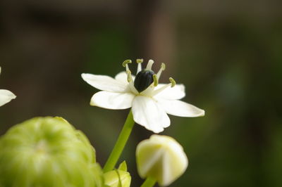 Close-up of flowers blooming outdoors